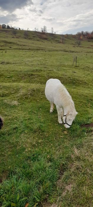 Poneii armăsar cu hamuri și căruță!