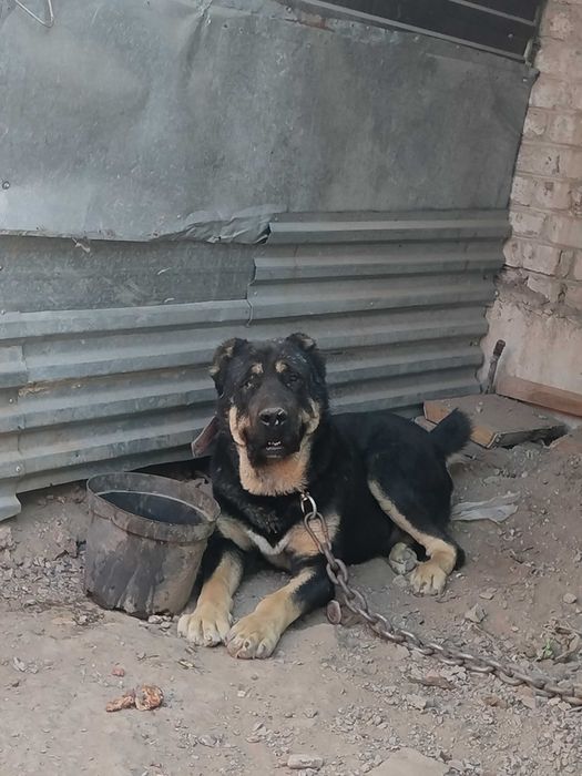 Щенки чистокровных тобетов