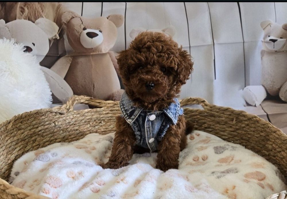 Пудел той Poodle toy генетични тестове на родитерите /родословие Момче