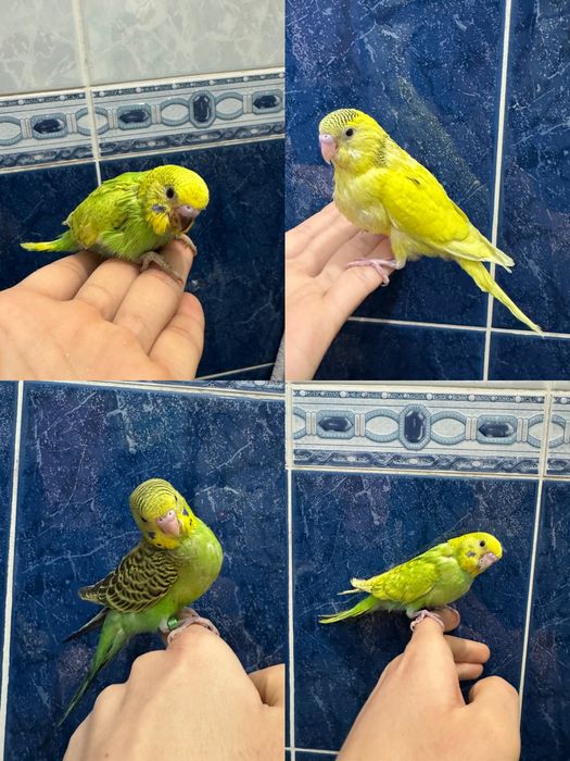 Ручной волнистый попугай