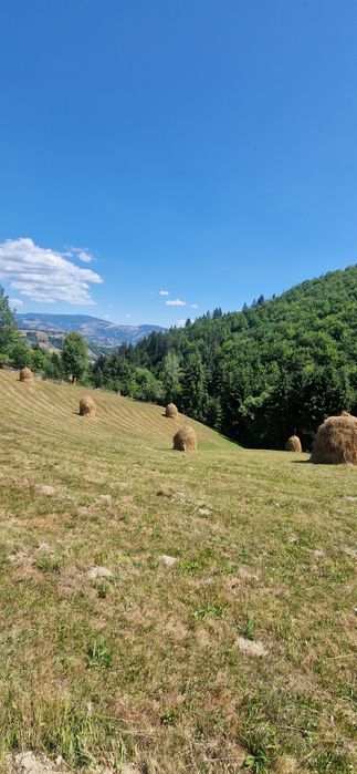 Vând fân neplouat
