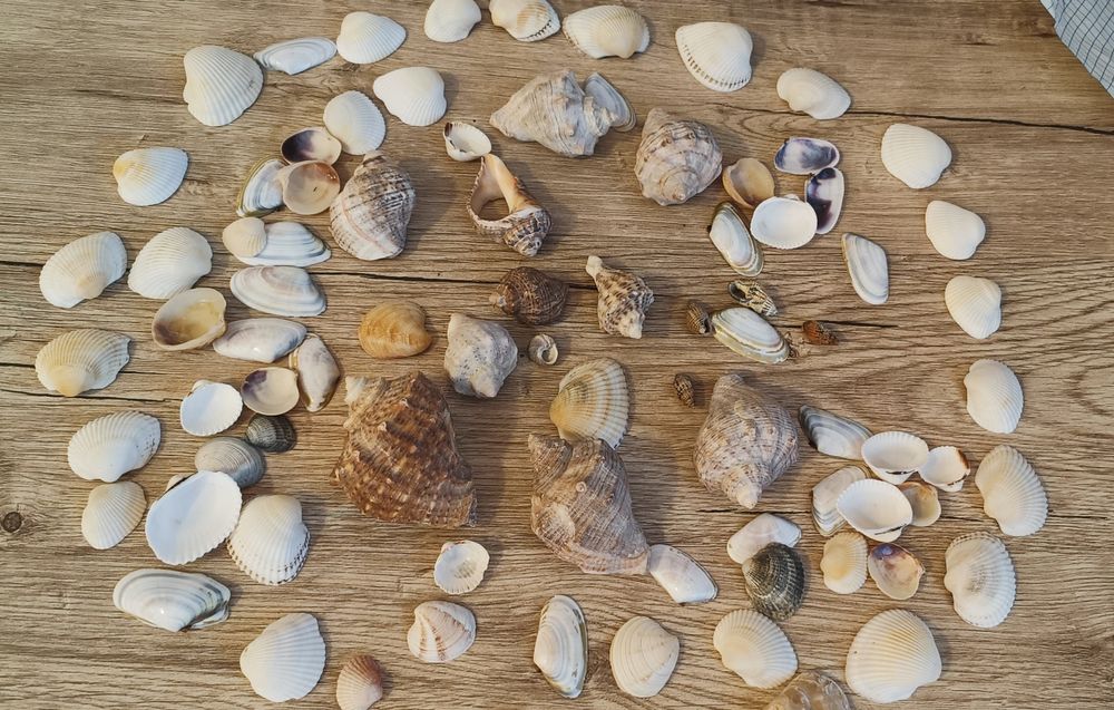 Scoici naturale pentru decor
