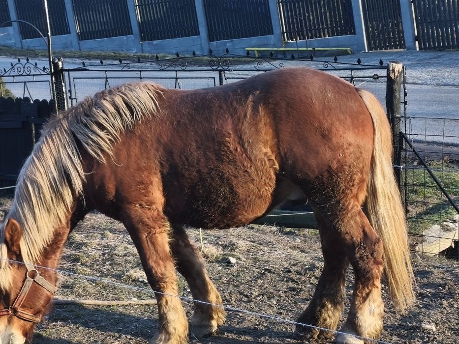 De vânzare mânz de un an