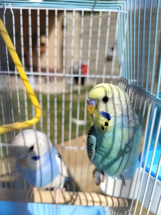Продам пара попугай папугай