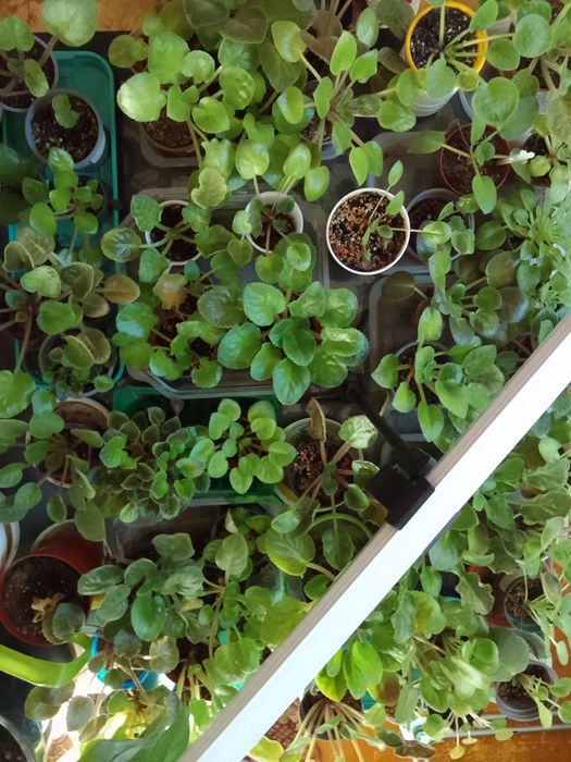 Продам комнатные цветы