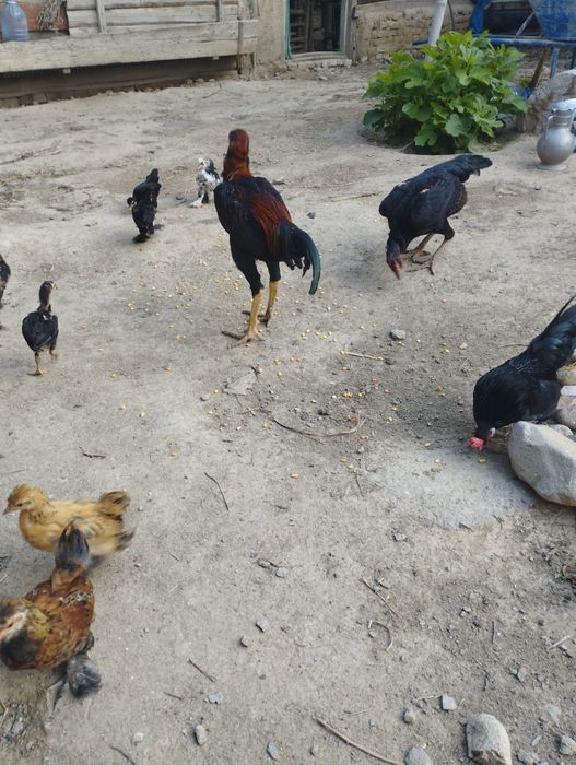 Бойцовые петух и курица продаётся