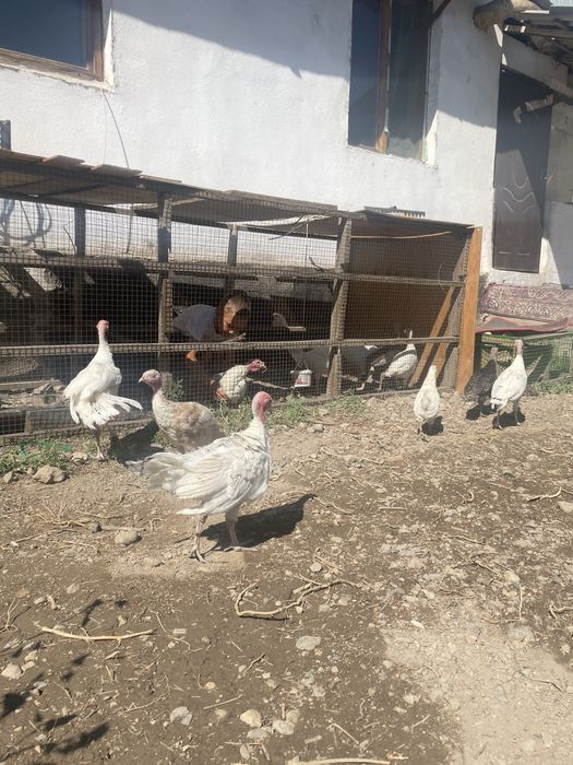 Продам гусей индюков и куриц
