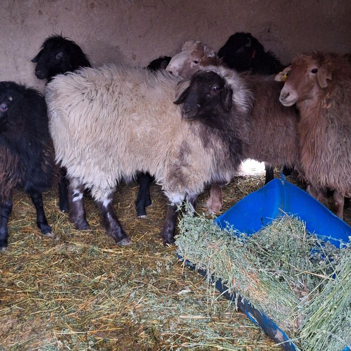 Жас . Ақ Қошқар.