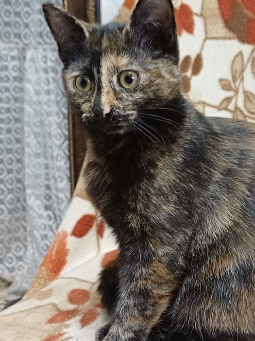 Котята бесплатно!