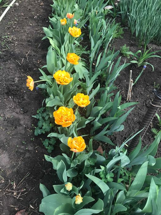 Нарциссы  и Тюльпаны на срез  белые.