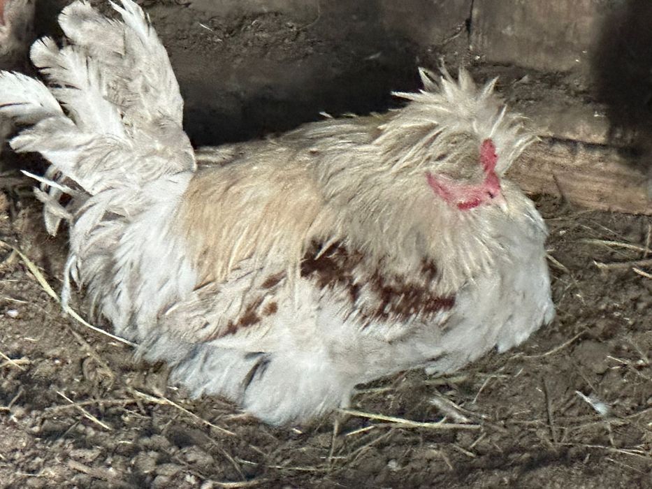 Продам петухов на племя