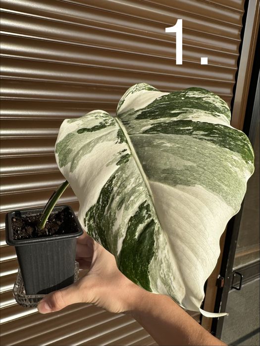Monstera Albo Variegated (Монстера Албинос)