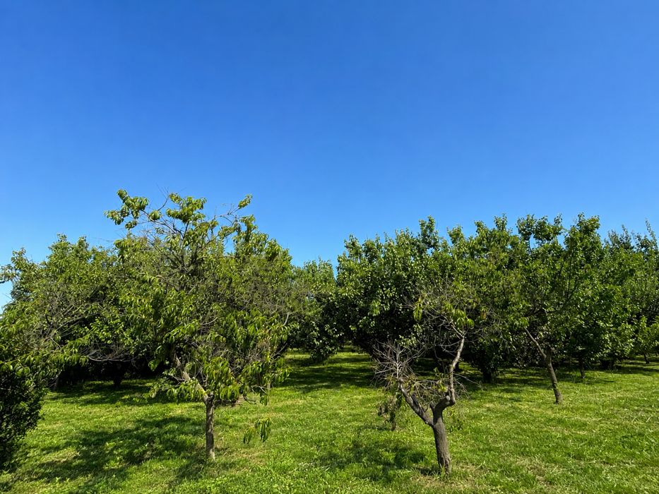 Proprietate cu teren 4.265 mp, casă 186 mp, livadă și anexe – Izbiceni