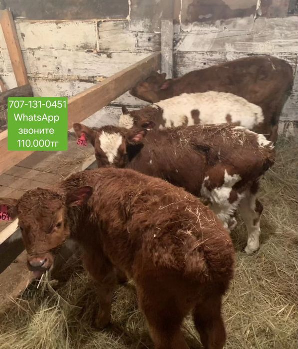 Сименталы бұқа бұзаулары телята және