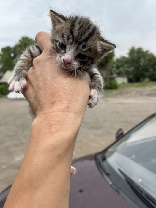 Отдам котят в хорошие руки!!!