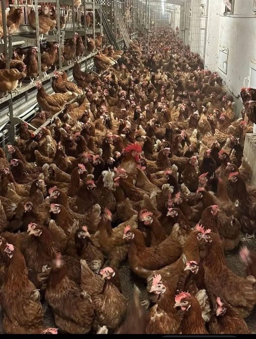 Puicuțe pentru ouat