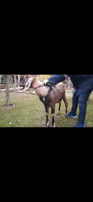 Vând țap ANGLO Nubian cu Pedigree