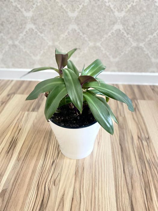 Продам комнатные растения!