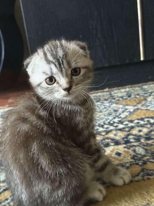 Котята скоттиш фолд, скоттиш страйд