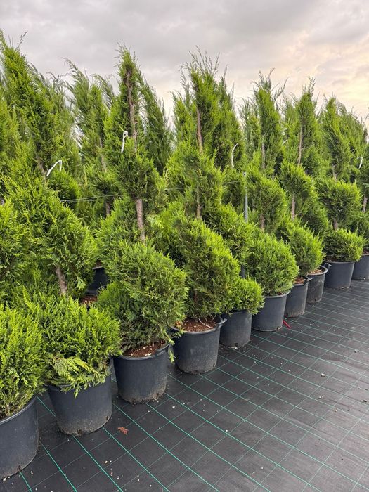 Buxus  gard viu  tuia  leilandii