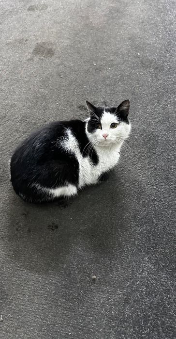 Котик в добрые руки