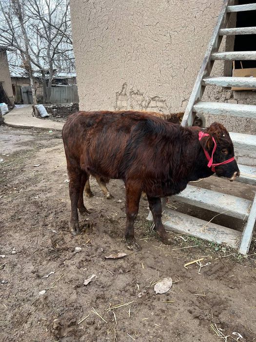 Букача соглом сифат