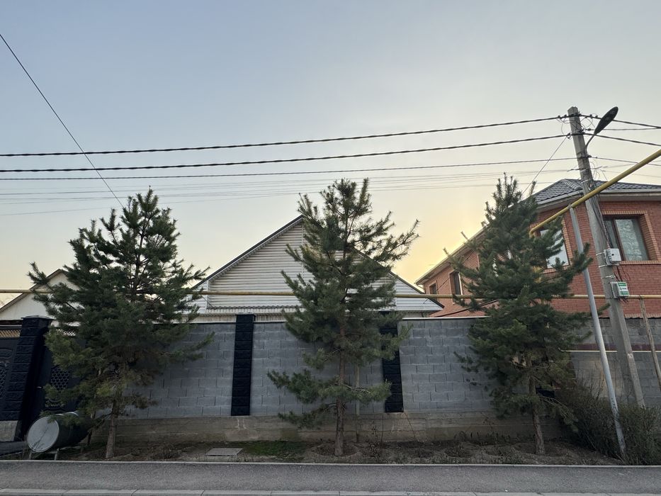 Елка сосна, ёлка сосна