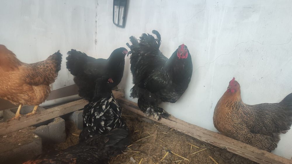 Брама сатыладыыы