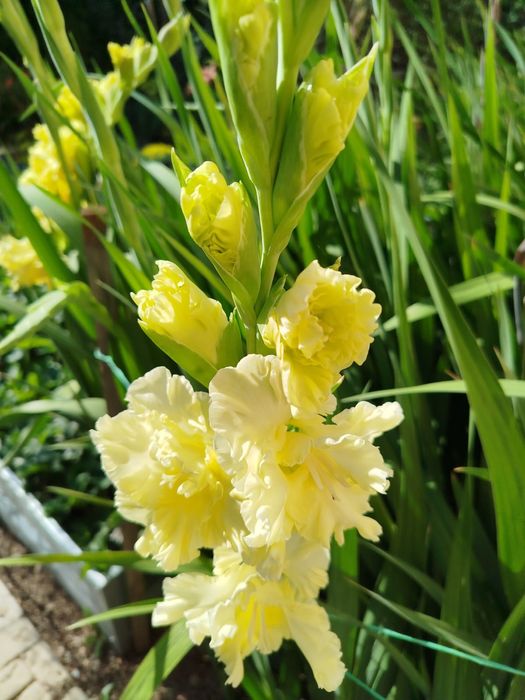 Луковицы гладиолусов