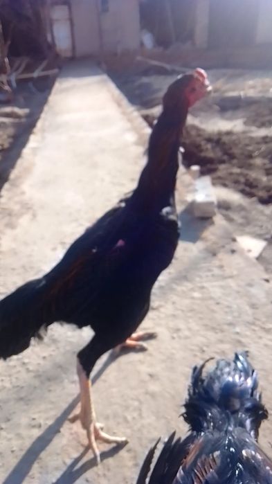 Куланги Даканг Хуроз урушадиган