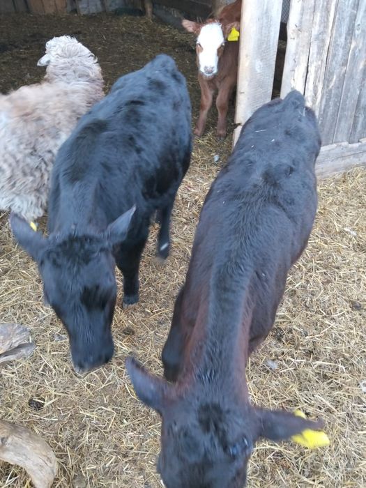 Продам 1 бычок и 2 телочку