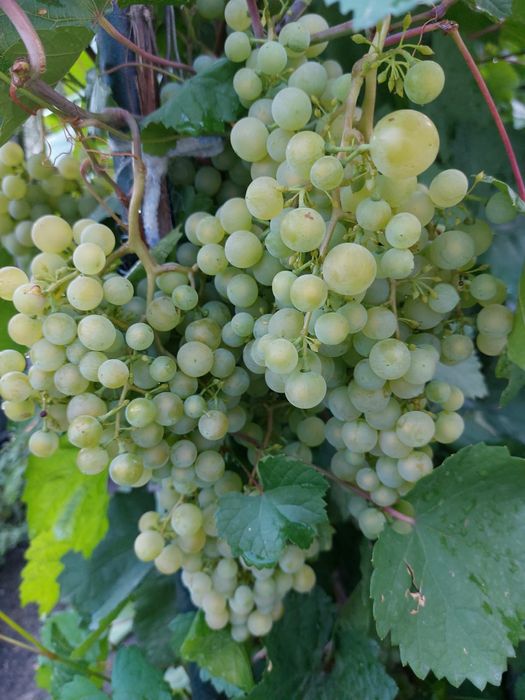 Продам часть дома в ЦЕНТРЕ