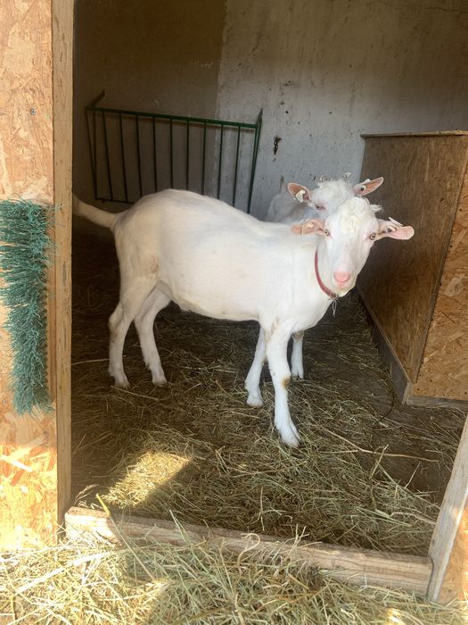 Capre saanen si murciano granadina