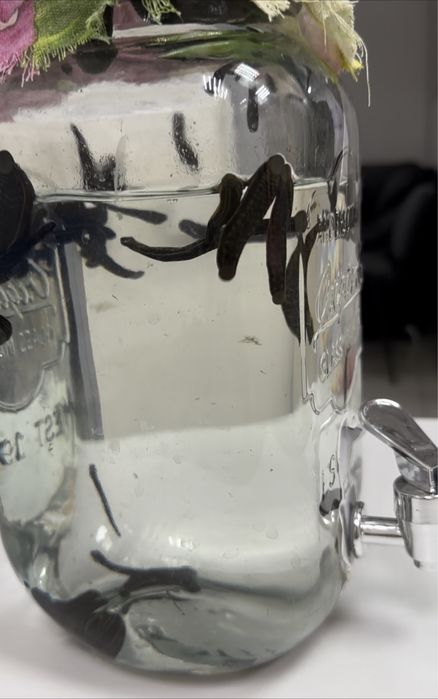 Пиявки 2000тг/шт Одноразовые