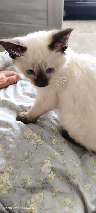 Отдам котенка (мальчик )
