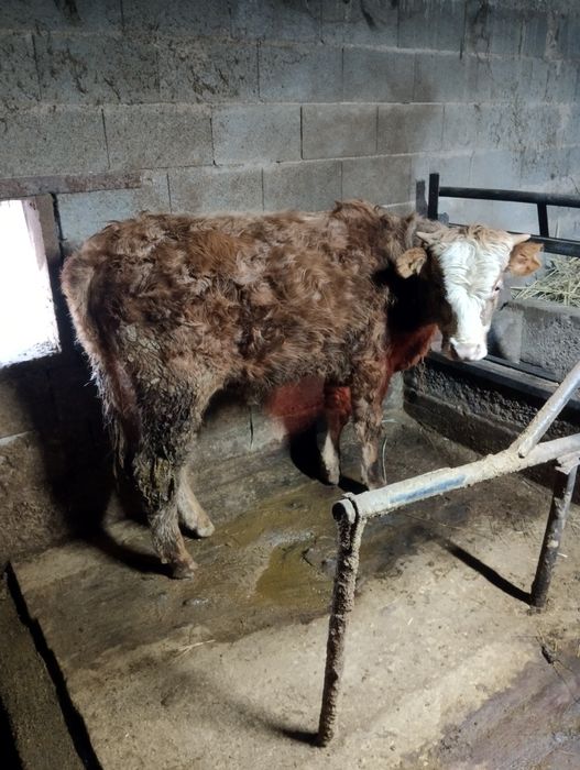 Бычок годовалый хороший стоит на откорме 1.5 месяцев документы все в п