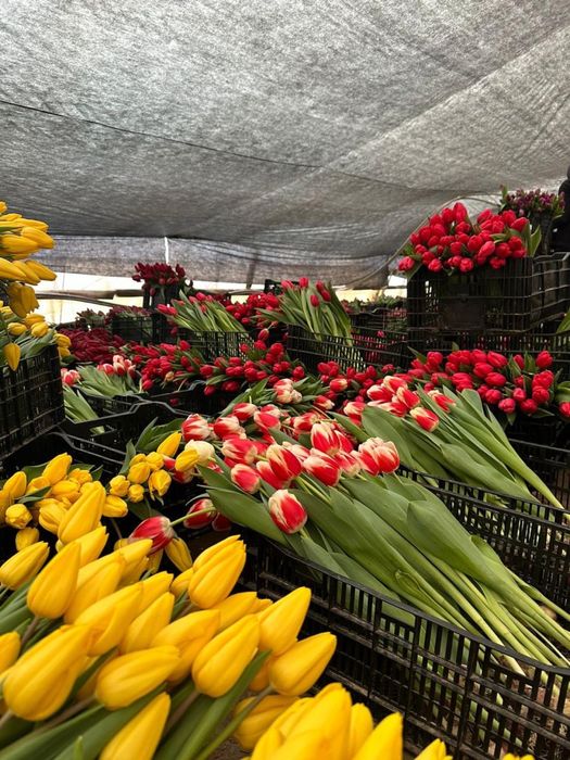 Премиальные тюльпаны