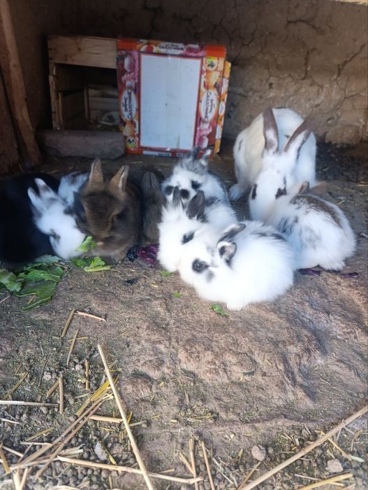 Quyon bollari sotiladi