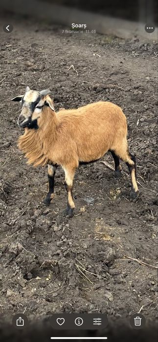 Vand 2 berbecuti de camerun