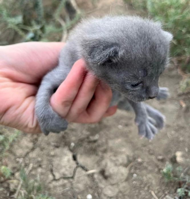 отдаю в добрые руки