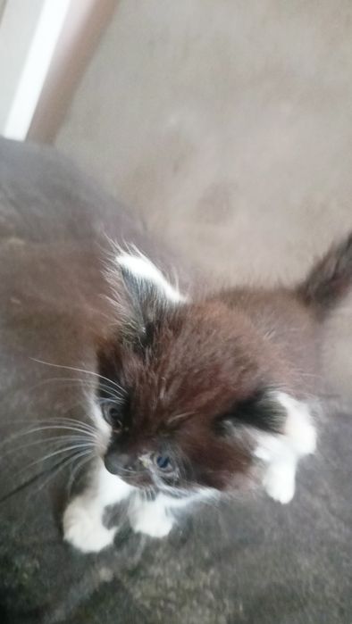 Мушукчалар 2 та хадияга