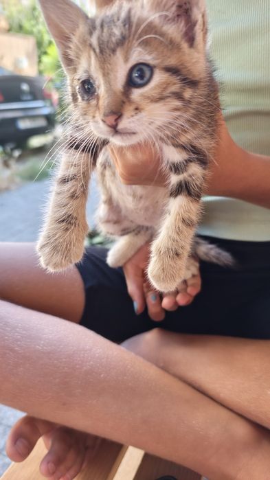 Подарявам котета
