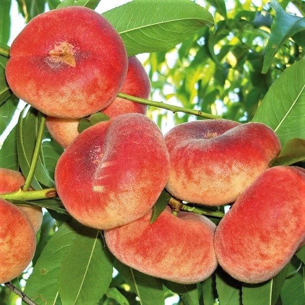 Pomi Fructiferi Deosebiți