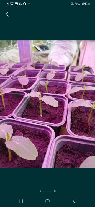 Рассада огурцов голландских сортов (предзаказ))