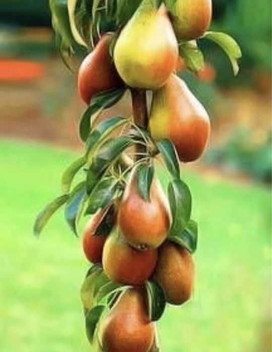 Pomi columnari de calitate superioară soiuri speciale