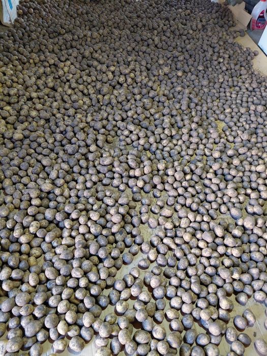 На продаже картофель