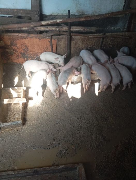 Продам месячных поросят