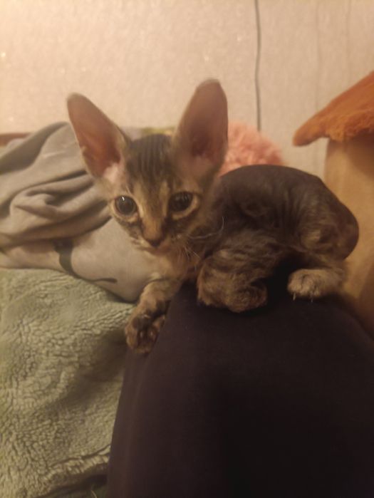 Продам котят донского сфинкса.