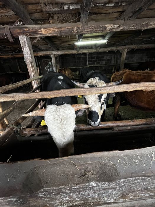 Тайша және сиыр