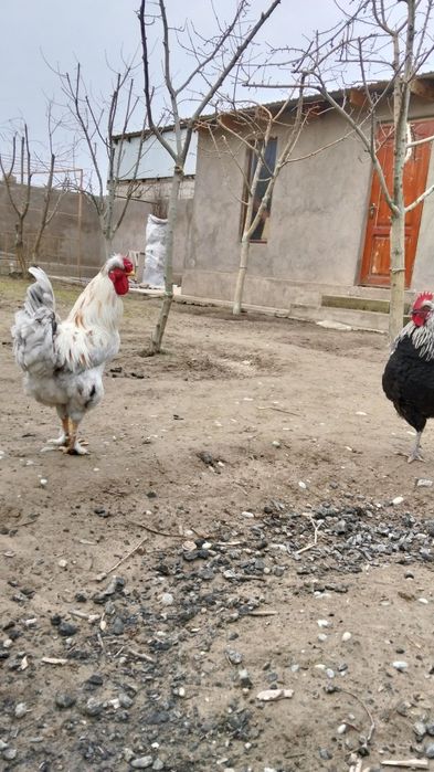 Руская хохлата қоразы сатылады